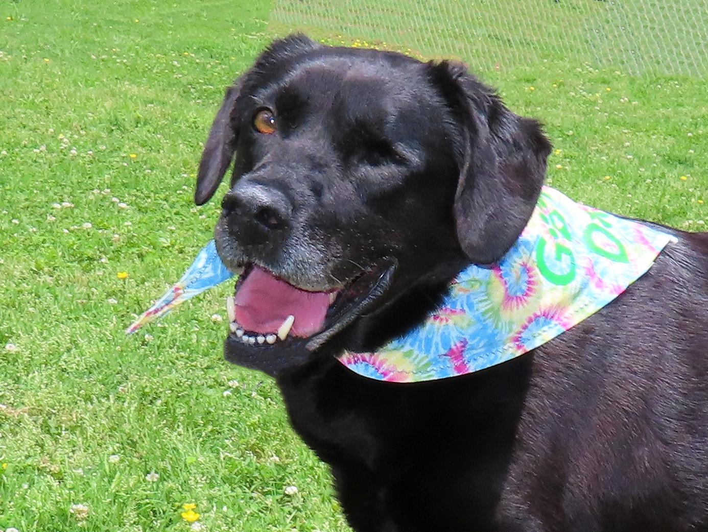Enlarge Wink 26C-118, a ADOPTABLE Labrador Retriever in Rogers, AR image 1/5