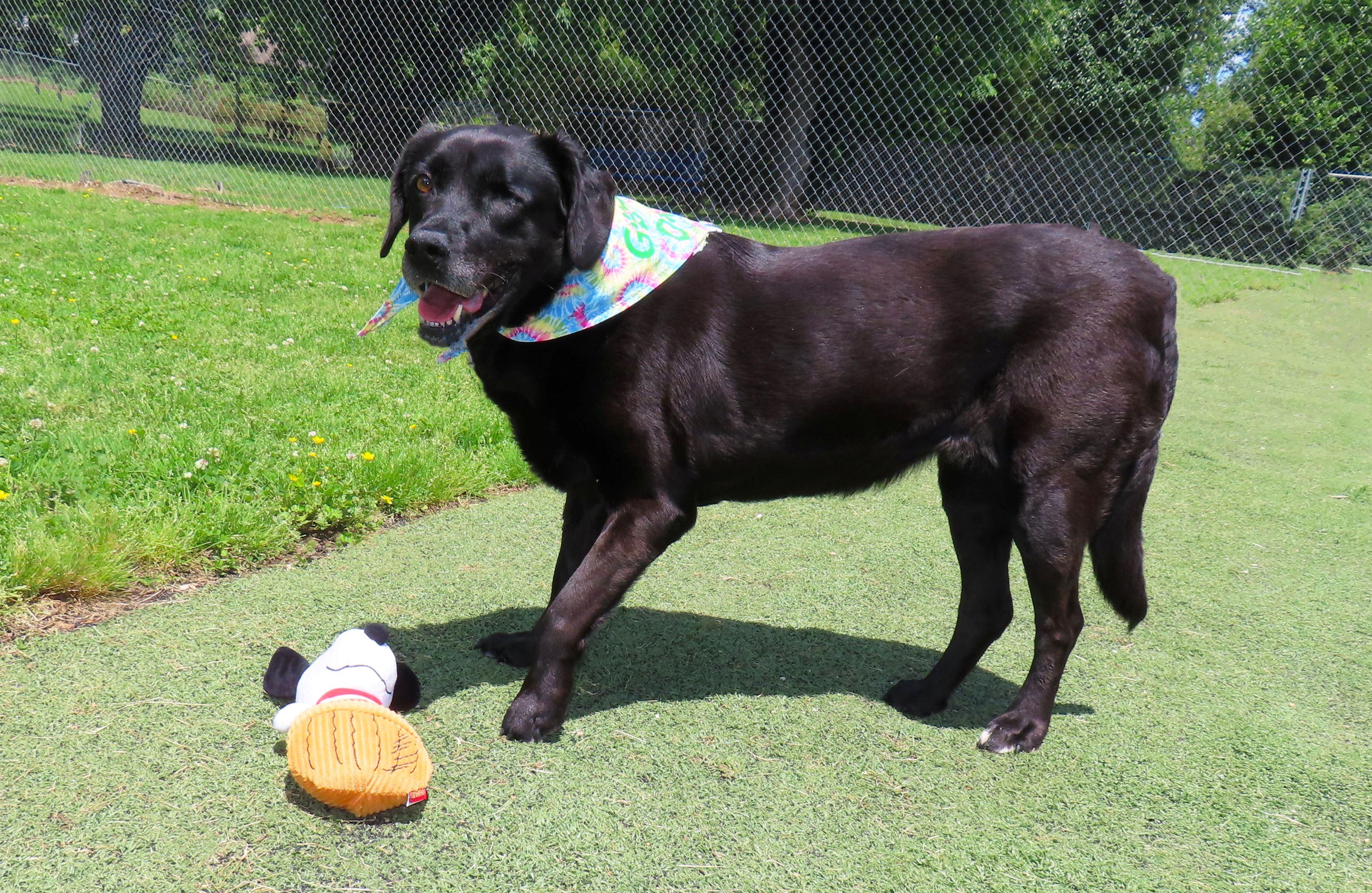 Enlarge Wink 26C-118, a ADOPTABLE Labrador Retriever in Rogers, AR image 3/5