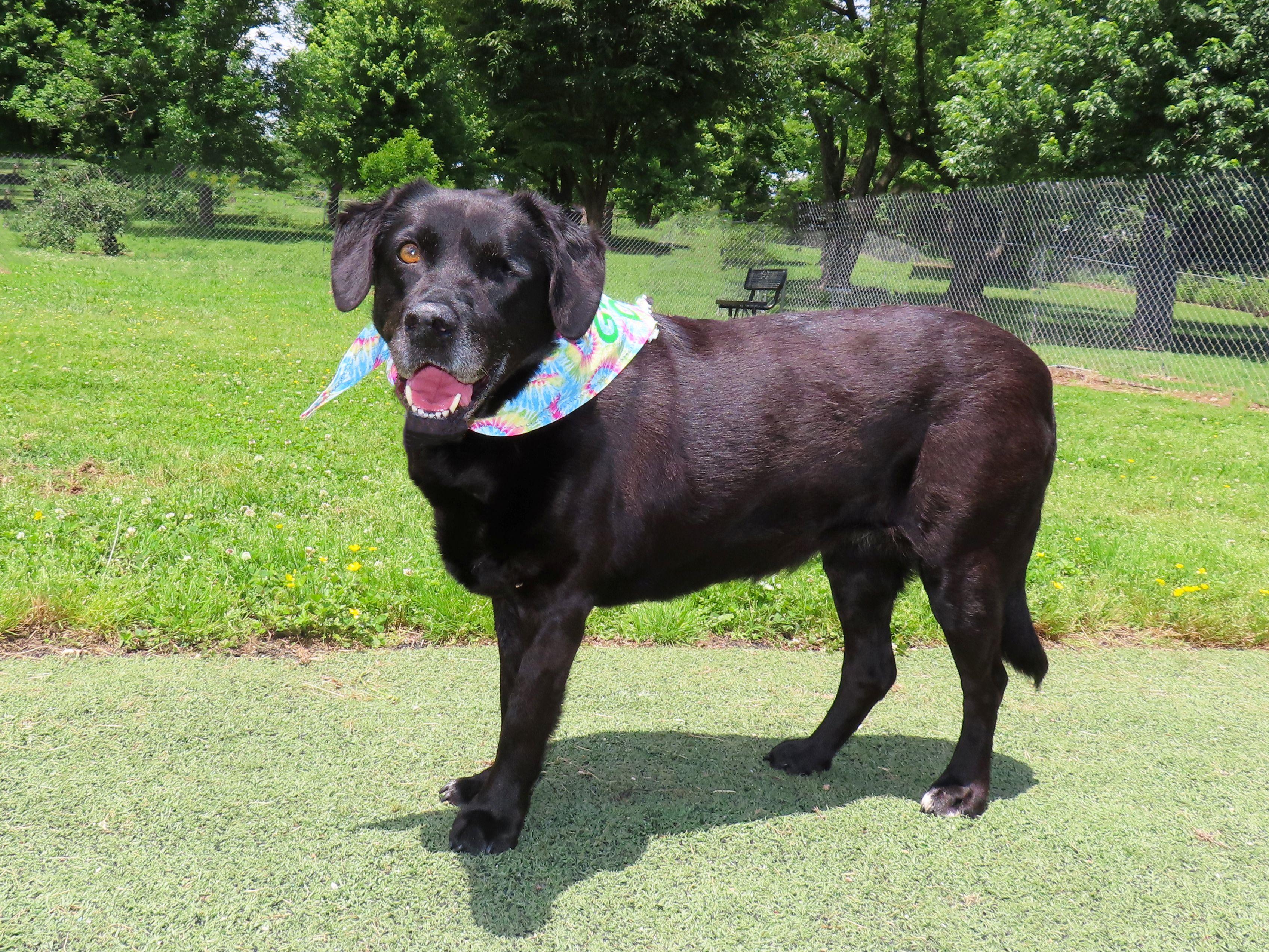 Enlarge Wink 26C-118, a ADOPTABLE Labrador Retriever in Rogers, AR image 5/5