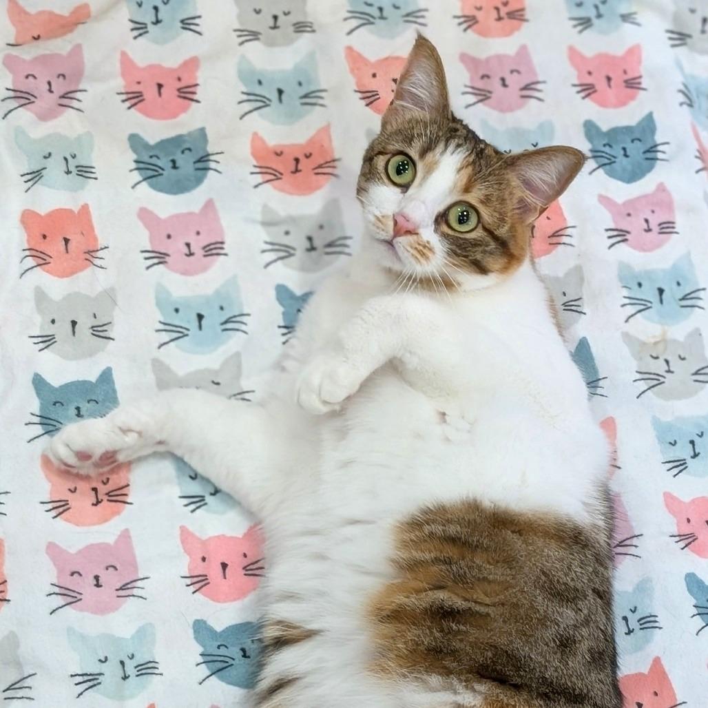Mia, Adoptable, Adult Female Domestic Short Hair.