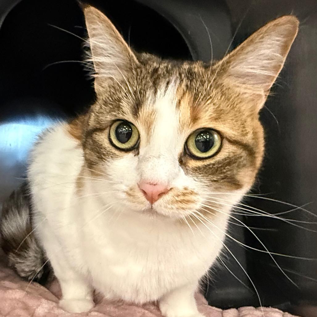 Enlarge Mia, a Adoptable Domestic Short Hair in Spokane, WA image 2/6