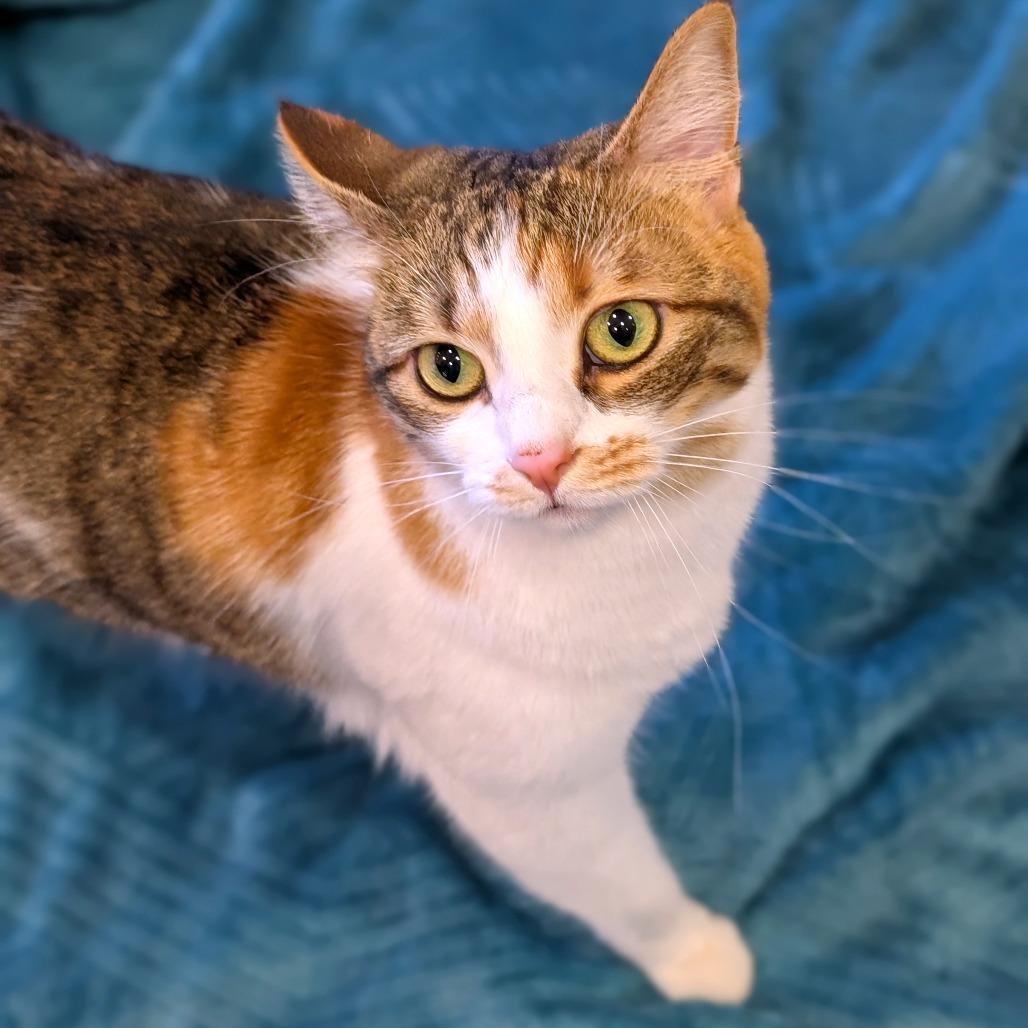Enlarge Mia, a Adoptable Domestic Short Hair in Spokane, WA image 3/6