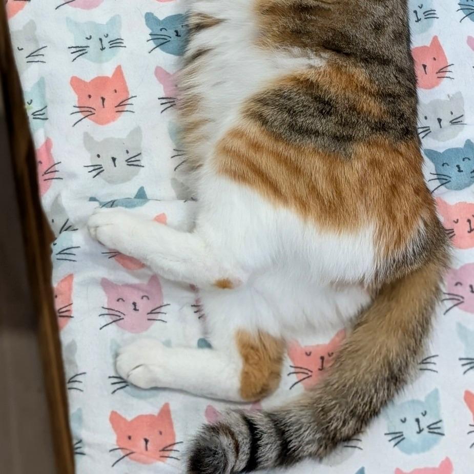 Enlarge Mia, a Adoptable Domestic Short Hair in Spokane, WA image 4/6