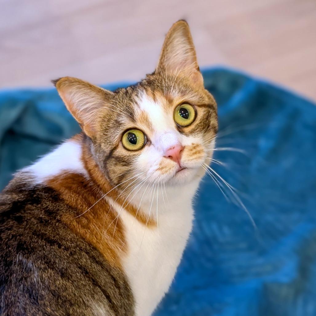 Enlarge Mia, a Adoptable Domestic Short Hair in Spokane, WA image 5/6