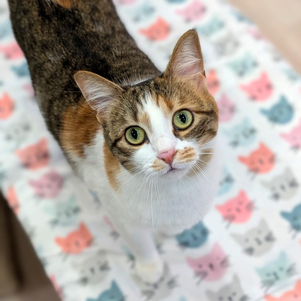 Enlarge Mia, a Adoptable Domestic Short Hair in Spokane, WA image 6/6