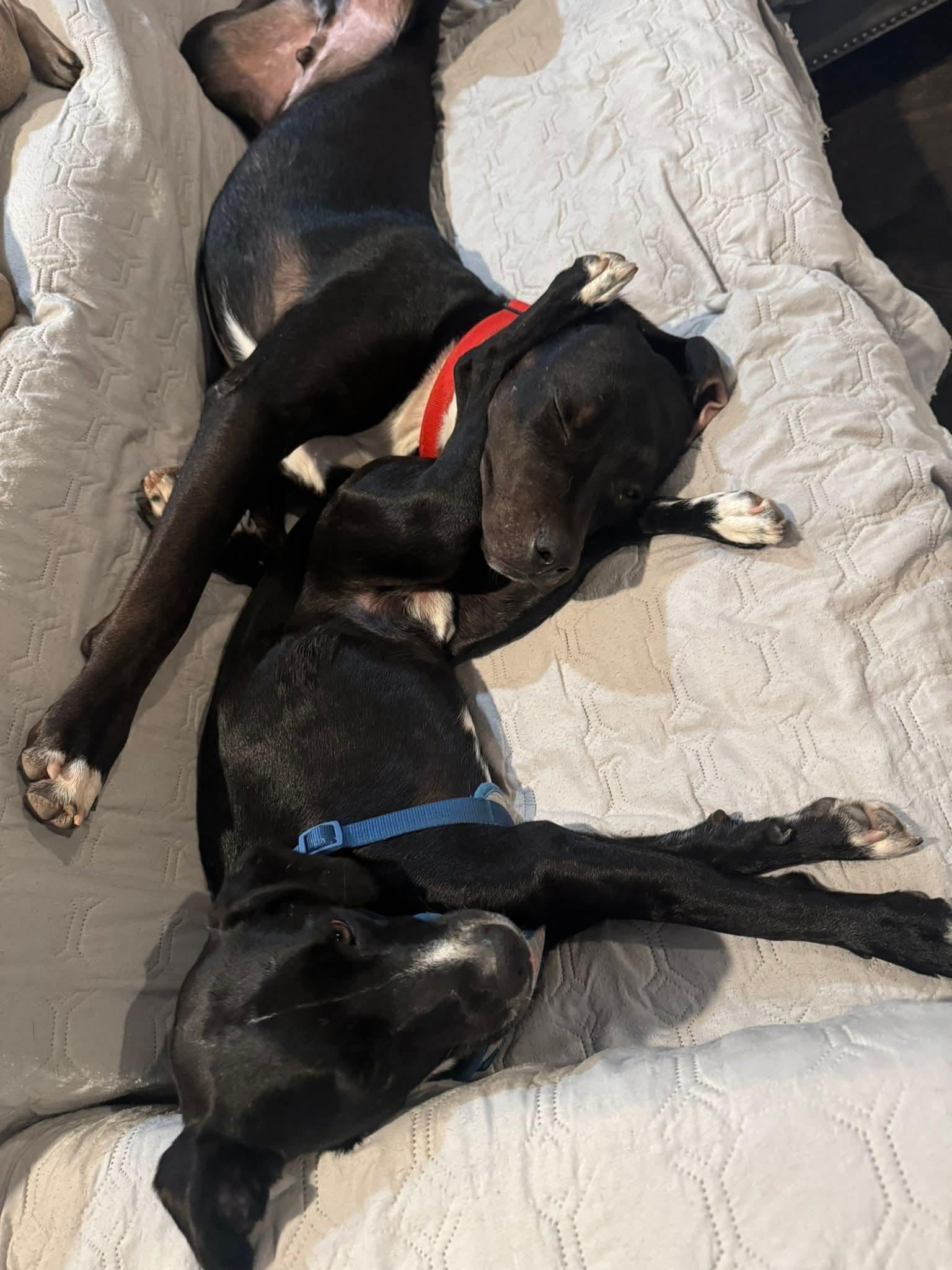 Enlarge Astro (27lb), a Adoptable mixed breed in Baker City, OR image 2/6