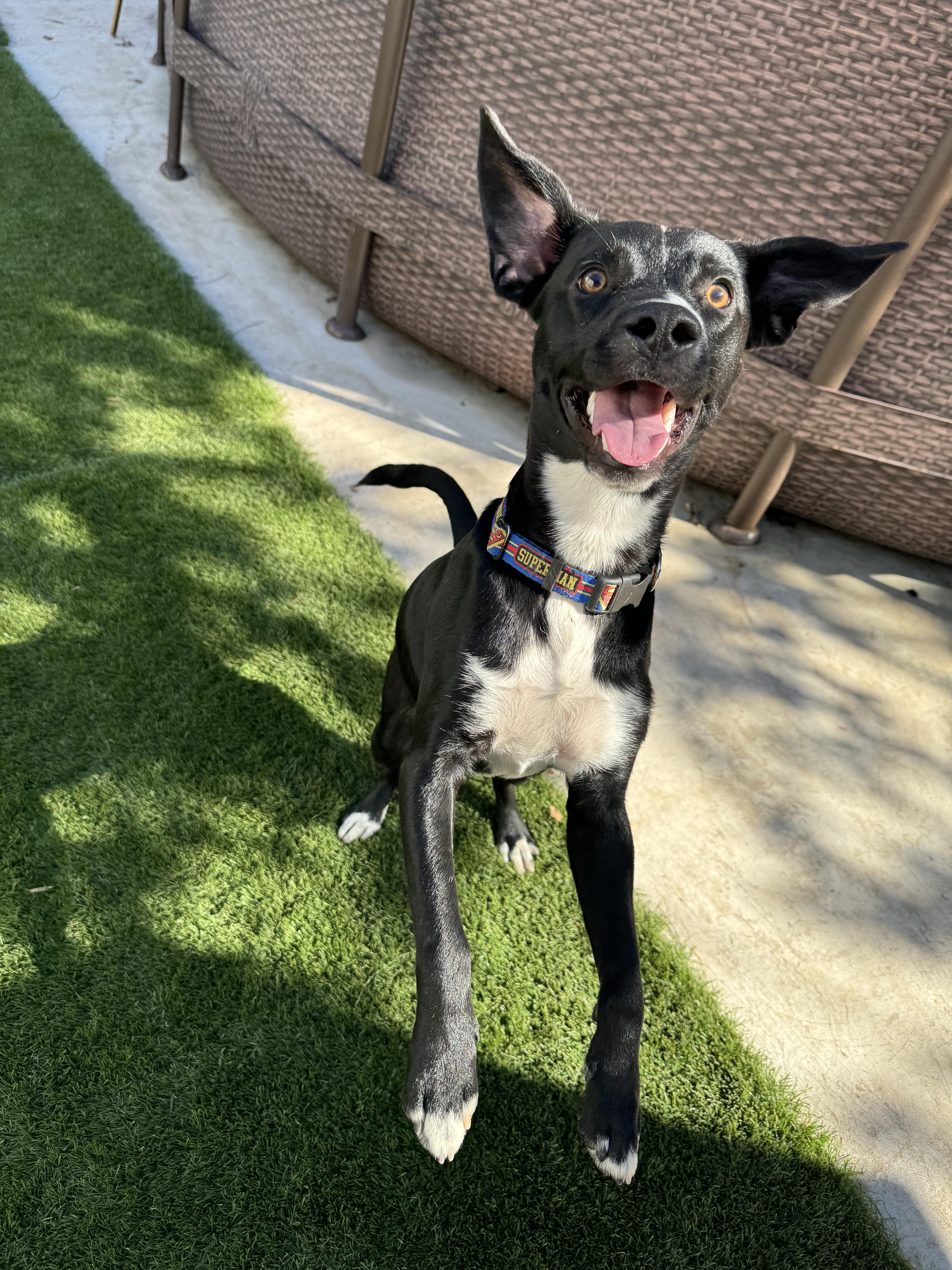 Enlarge Astro (27lb), a Adoptable mixed breed in Baker City, OR image 6/6
