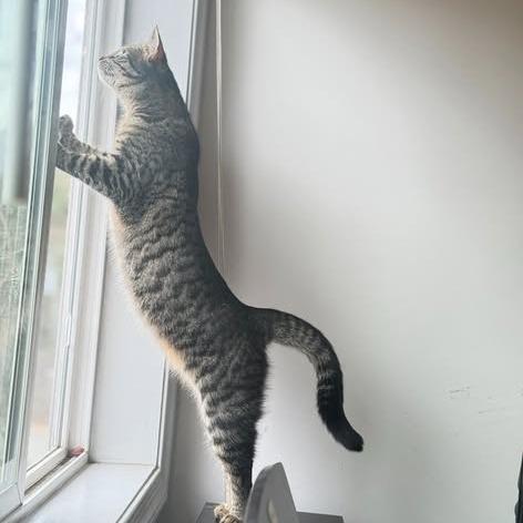 Margie, Adoptable, Young Female Domestic Short Hair.