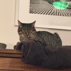 Margie, Adoptable, Young Female Domestic Short Hair.