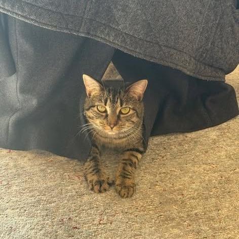 Enlarge Margie, a Adoptable Domestic Short Hair in Charlottesville, VA image 2/6