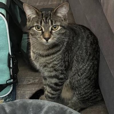 Margie, a Adoptable Domestic Short Hair in Charlottesville, VA image 3/6