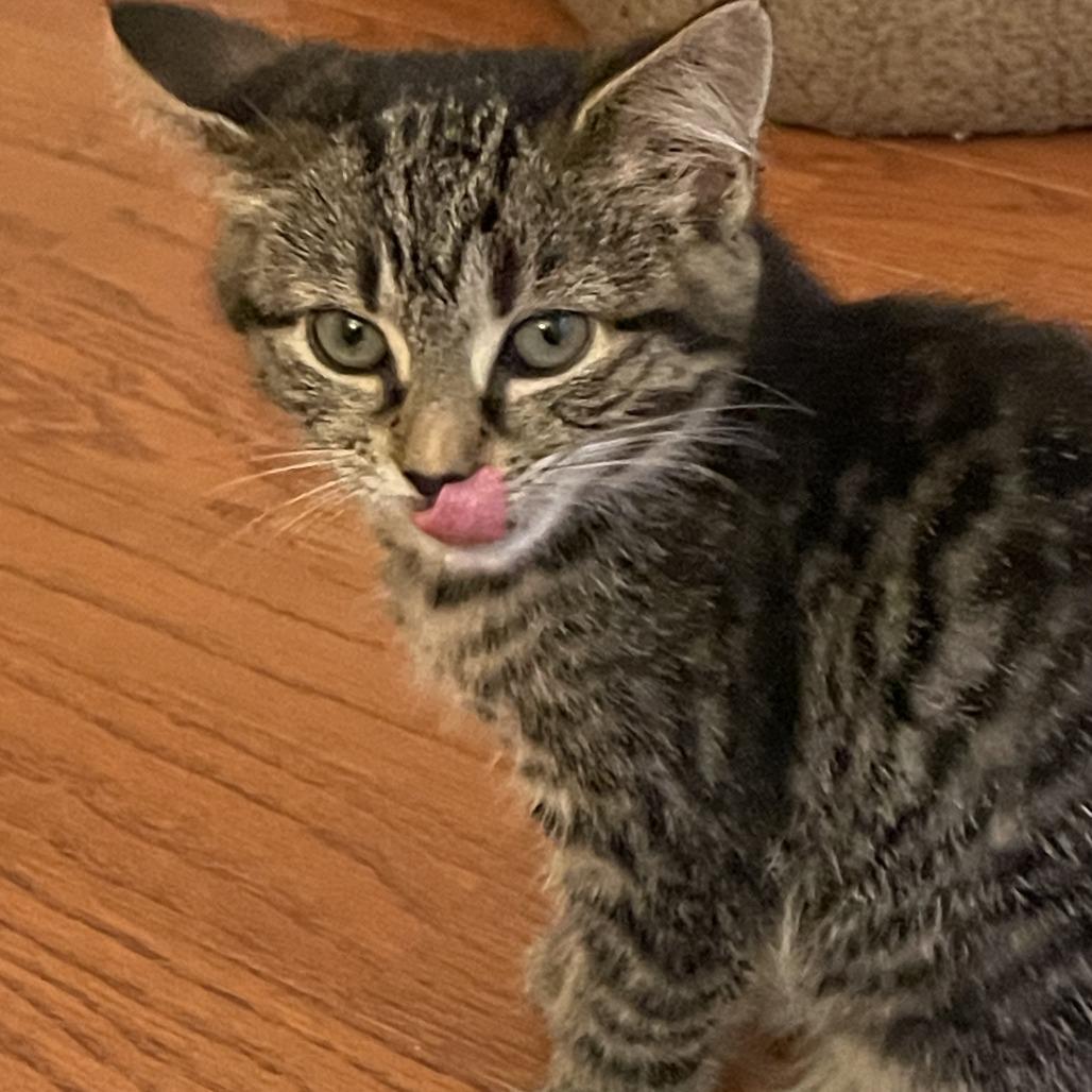 Margie, Adoptable, Young Female Domestic Short Hair.