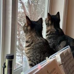 Margie, a Adoptable Domestic Short Hair in Charlottesville, VA image 4/6