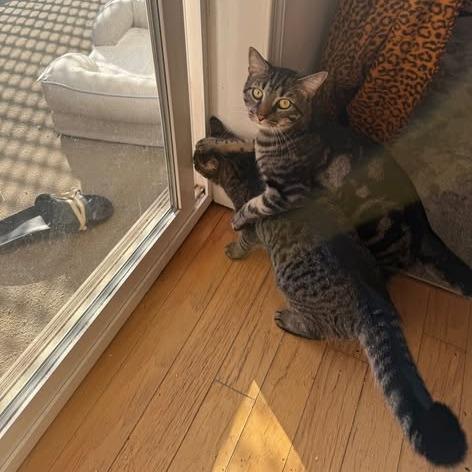 Enlarge Margie, a Adoptable Domestic Short Hair in Charlottesville, VA image 5/6