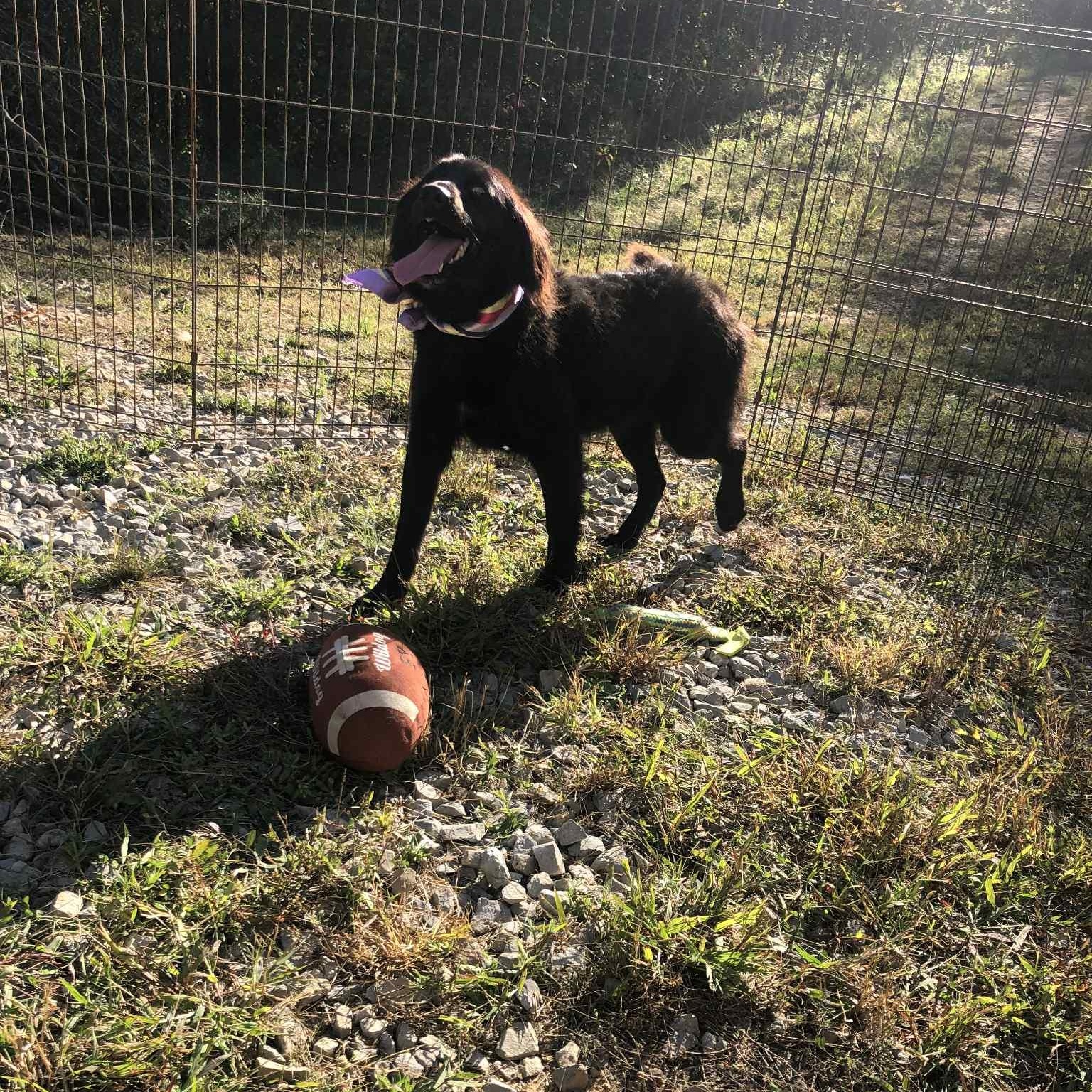 sadie, an adoptable Black Labrador Retriever, Labradoodle in Campton, KY, 41301 | Photo Image 5
