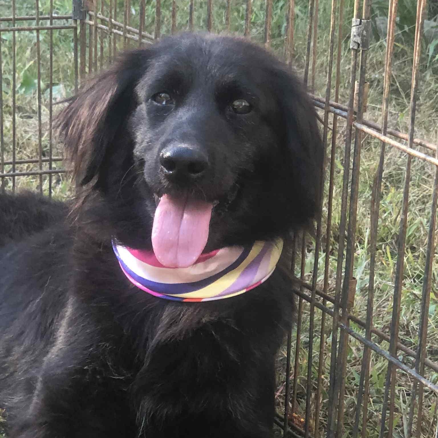 sadie, a Adoptable mixed breed in Campton, KY image 1/5