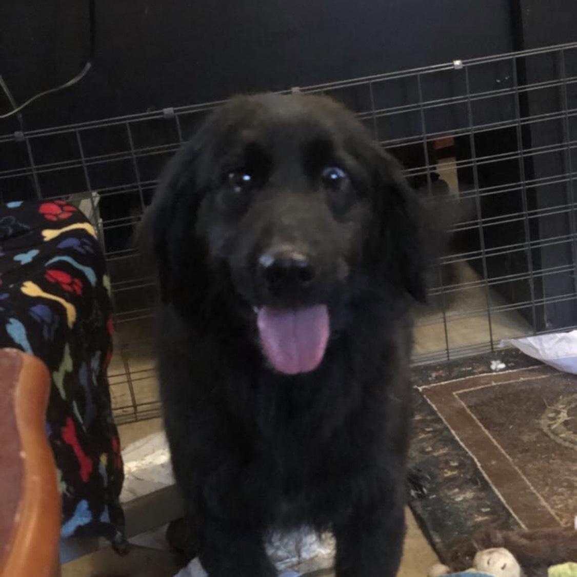 sadie, Adoptable, Adult Female Black Labrador Retriever & Labradoodle.