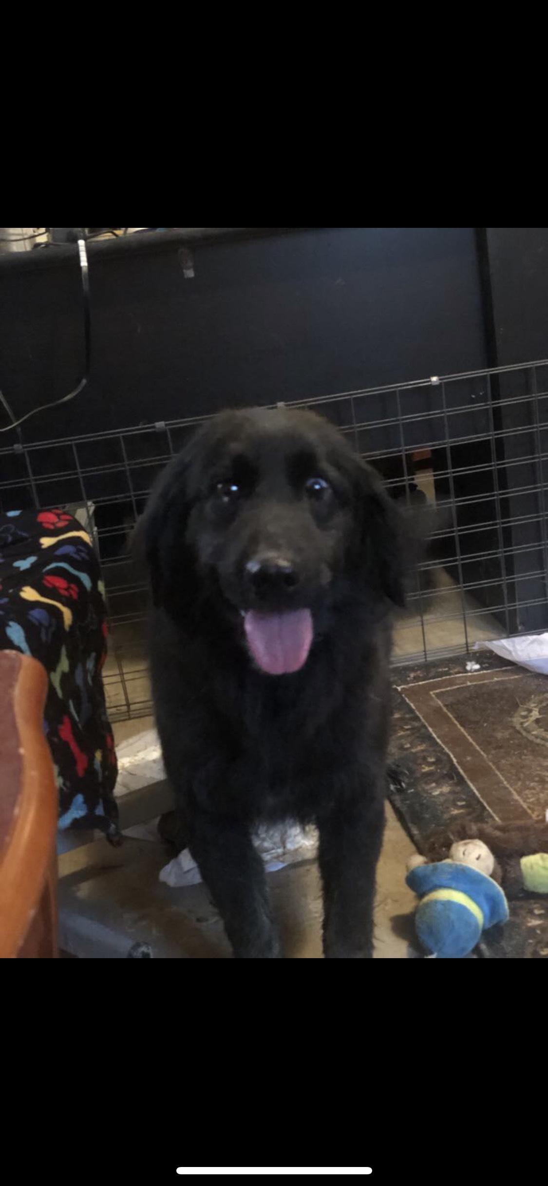 sadie, an adoptable Black Labrador Retriever, Labradoodle in Campton, KY, 41301 | Photo Image 1