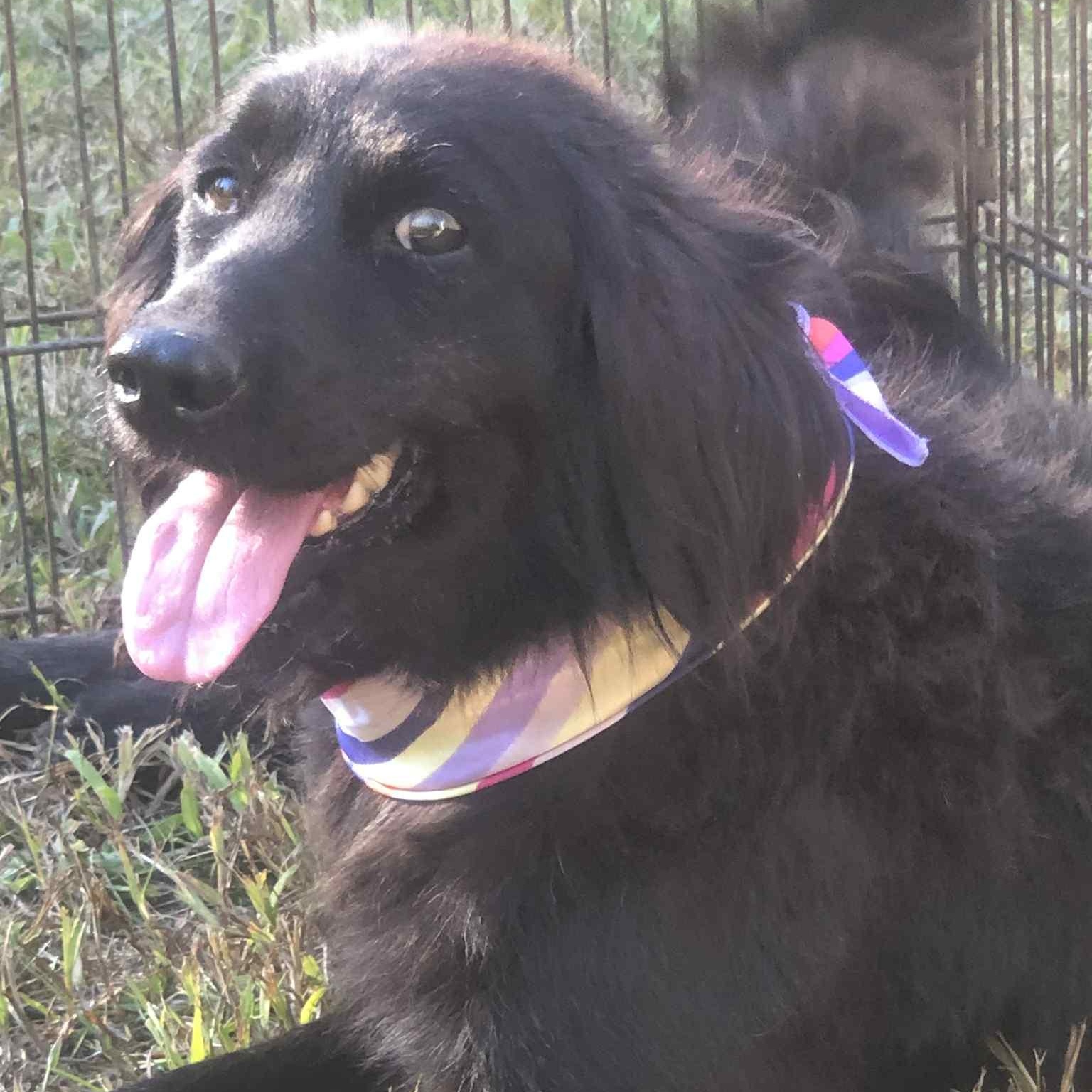sadie, an adoptable Black Labrador Retriever, Labradoodle in Campton, KY, 41301 | Photo Image 3