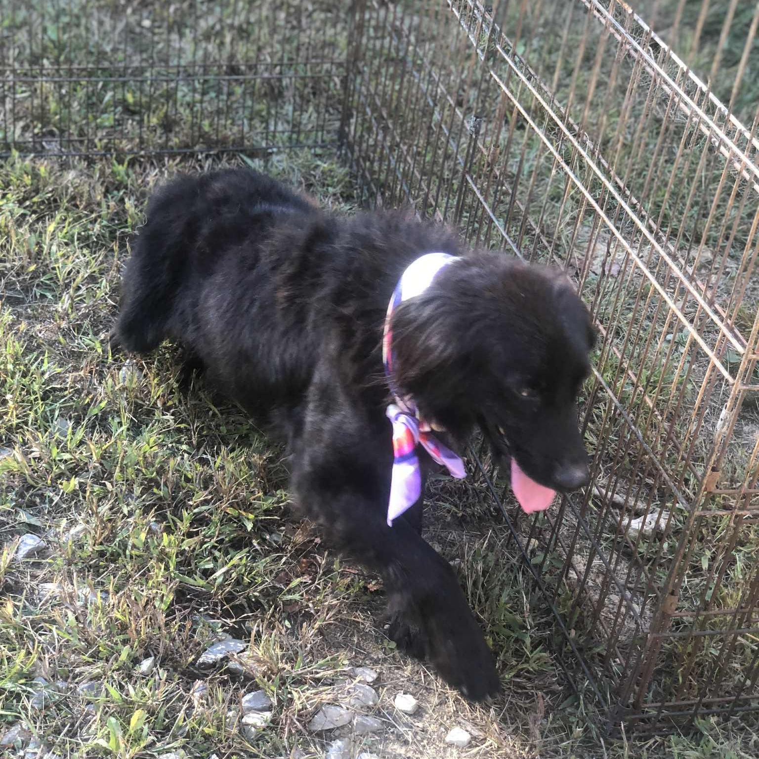 sadie, an adoptable Black Labrador Retriever, Labradoodle in Campton, KY, 41301 | Photo Image 4