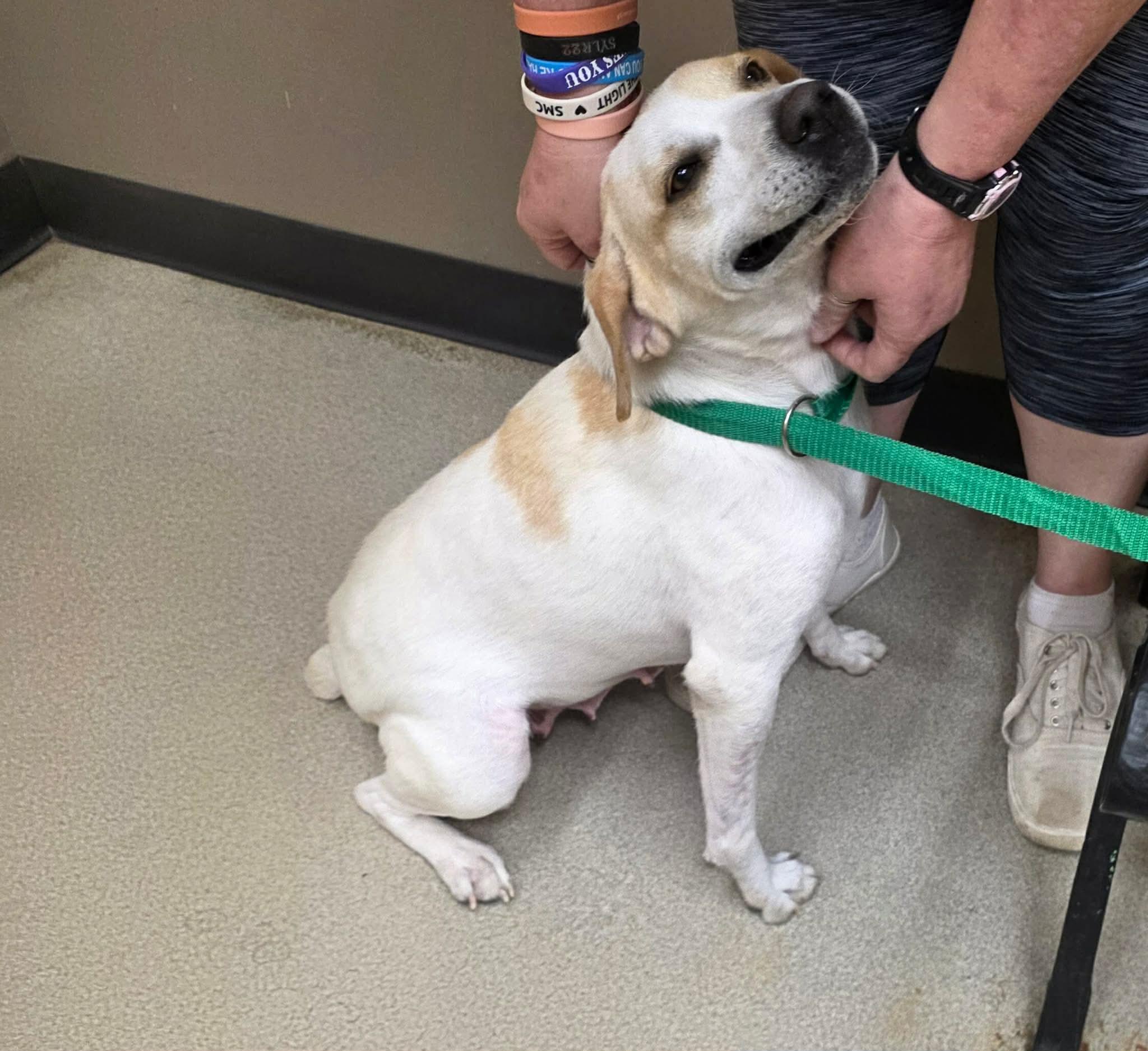 Terri, ADOPTABLE, Adult Female Labrador Retriever.