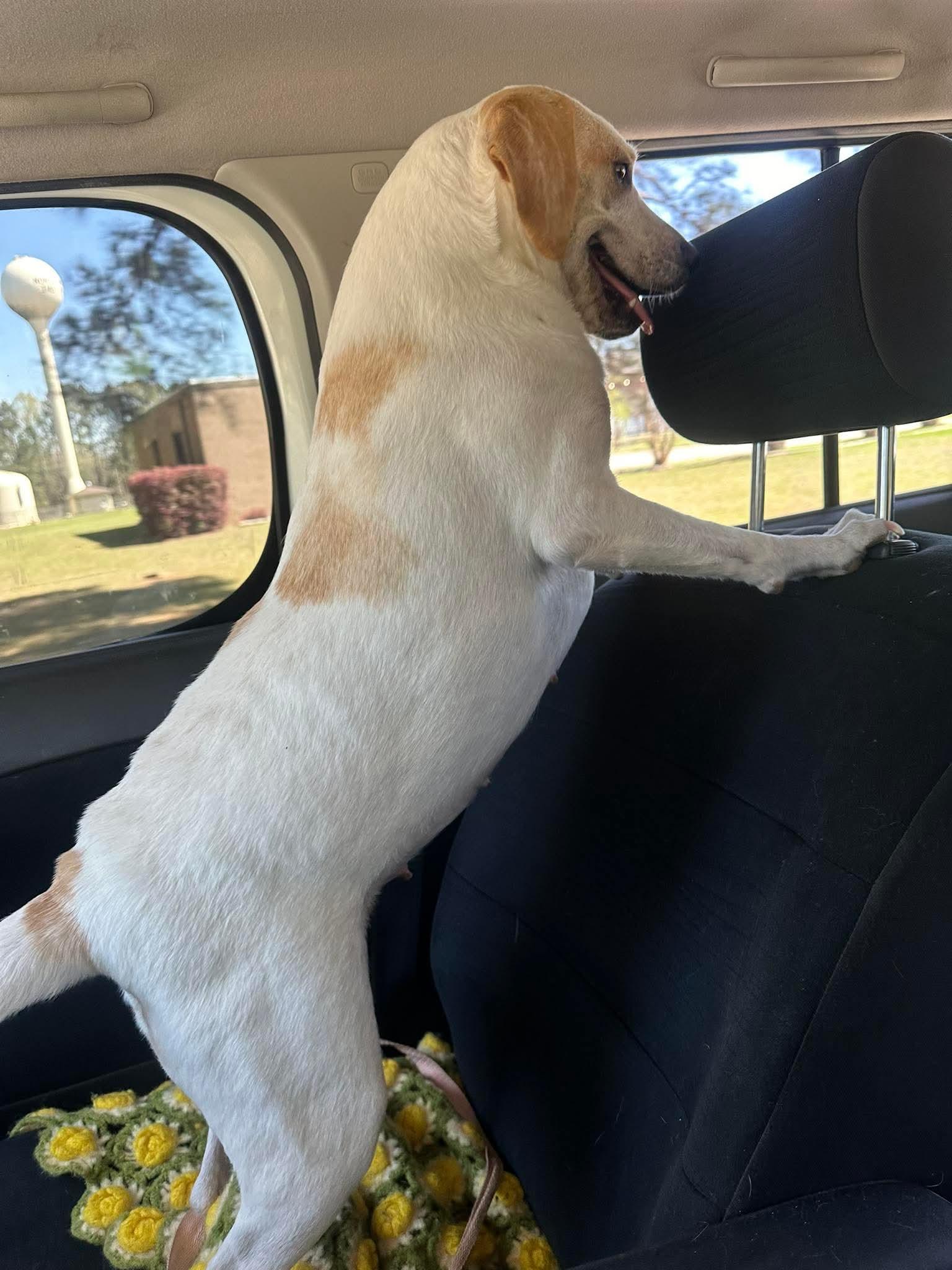 Enlarge Terri, a ADOPTABLE mixed breed in Springhill, LA image 2/2