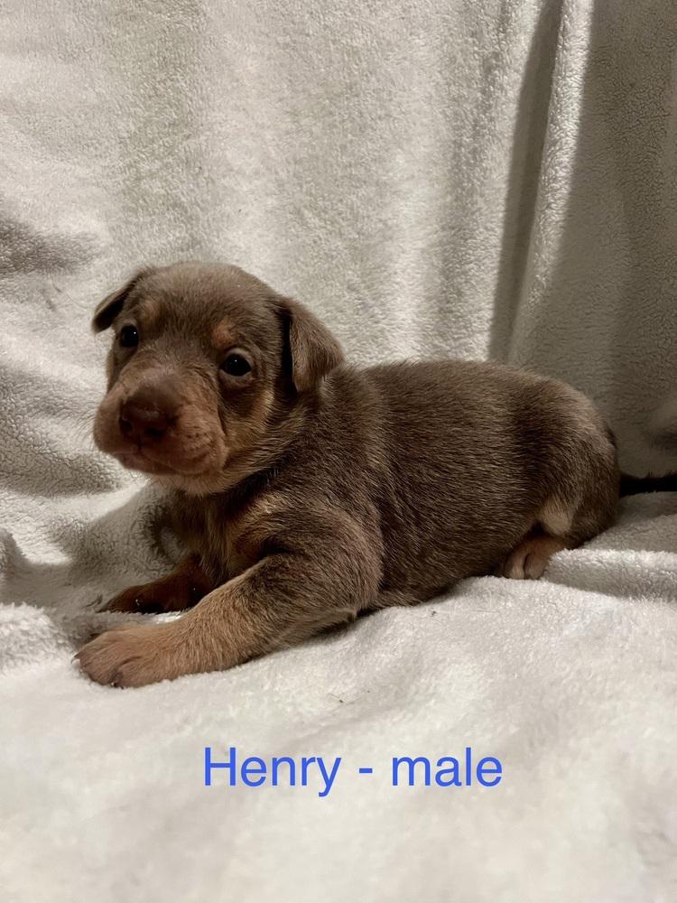 Henryblue Bloods Litter thumbnail 2