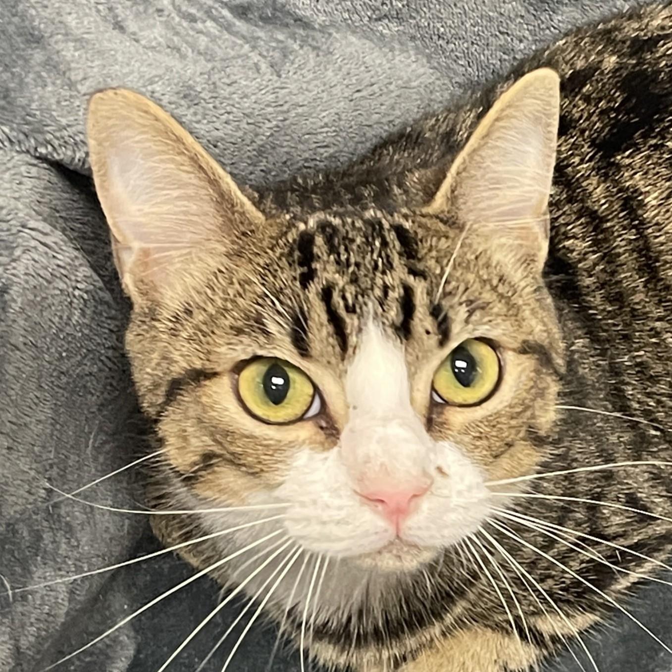 Penelope