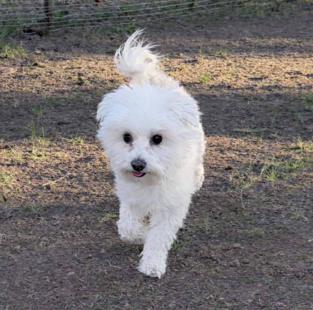 Barney, adopted, Young Male Maltese & Poodle (Toy).