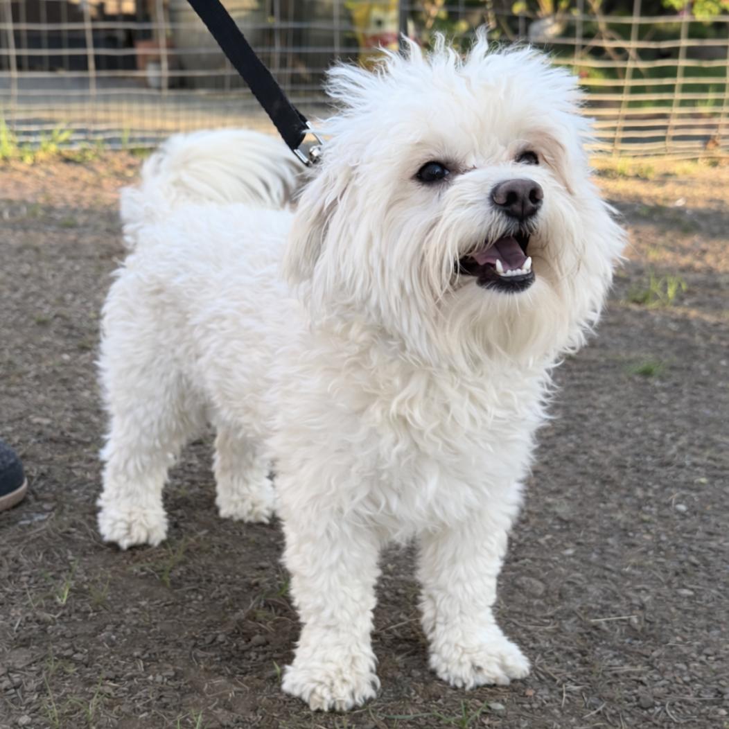 Enlarge Barney, an adopted mixed breed in Puyallup, WA image 2/3