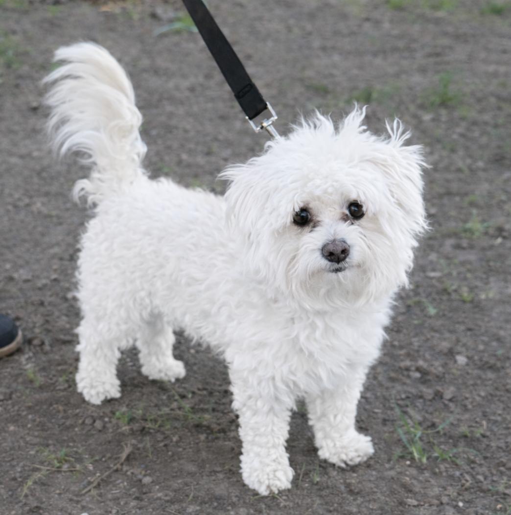 Enlarge Barney, an adopted mixed breed in Puyallup, WA image 3/3