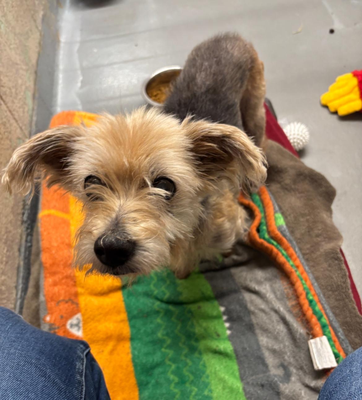 Enlarge Tansy, a Adoptable Yorkshire Terrier in Powell Butte, OR image 1/2