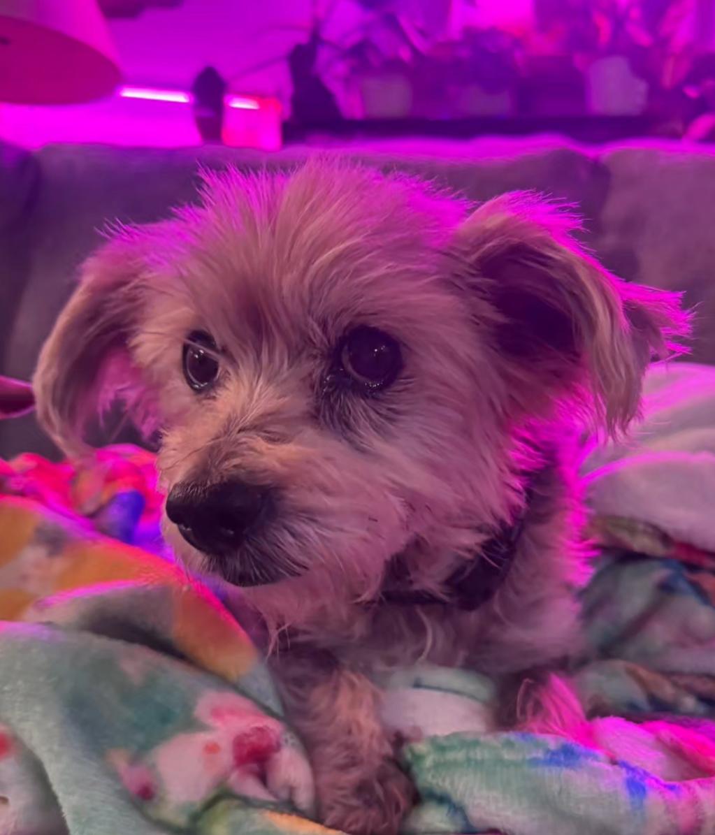 Enlarge Tansy, a Adoptable Yorkshire Terrier in Powell Butte, OR image 2/2