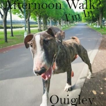 Enlarge Quigley, a Adoptable Bull Terrier in Palm Desert, CA image 1/1