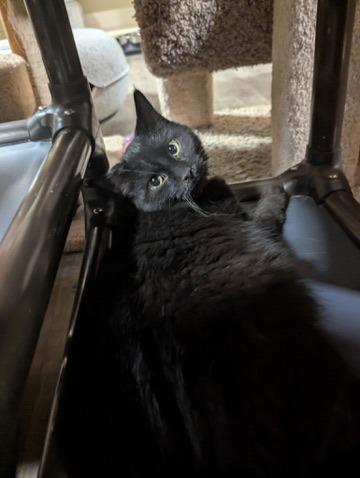 Gideon, Adoptable, Young Male Domestic Long Hair.