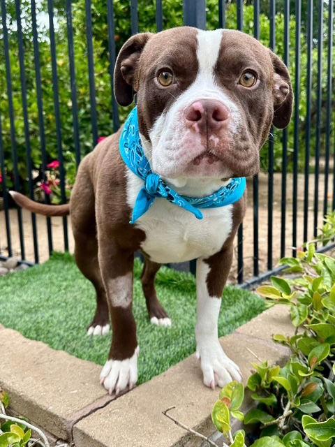 Rowan, Adoptable, Adult Male Pit Bull Terrier.