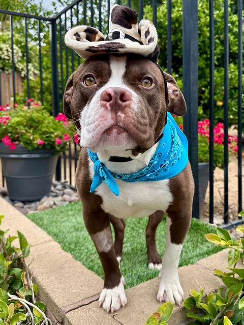 Rowan, a Adoptable Pit Bull Terrier in Redlands, CA image 2/3