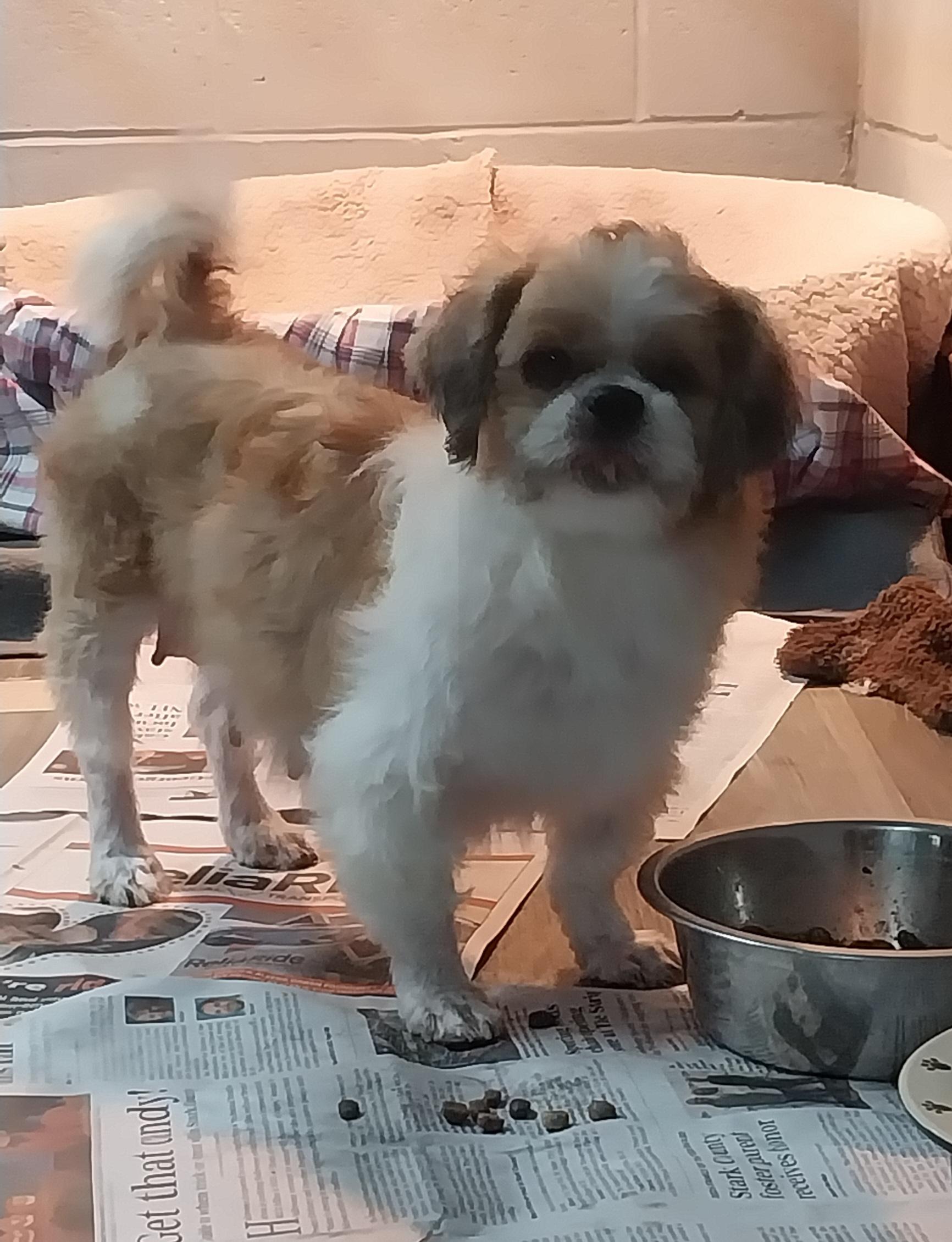 TUTU, a Adoptable Shih Tzu in Louisville, OH image 2/5