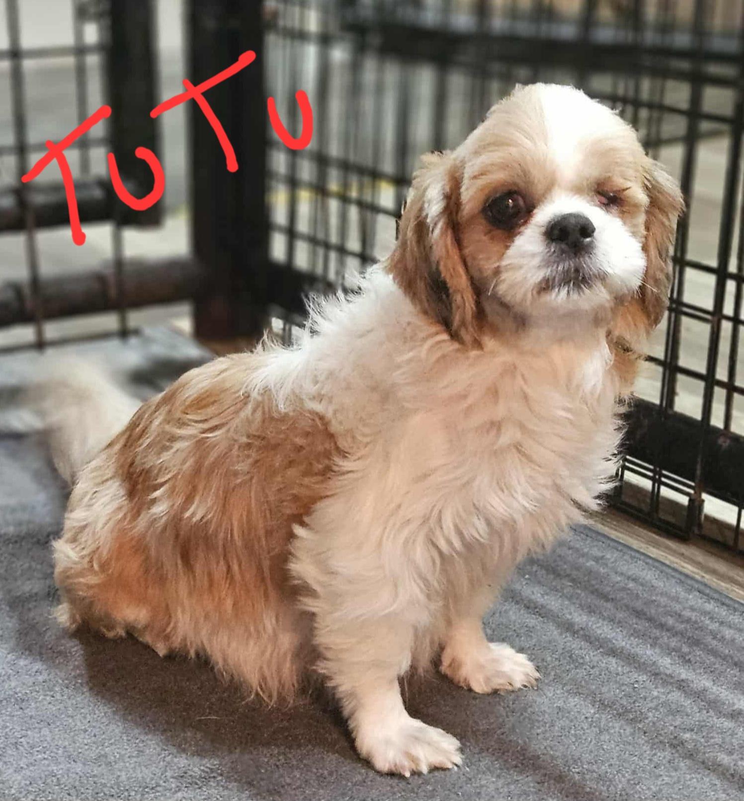 TUTU, a Adoptable Shih Tzu in Louisville, OH image 1/5