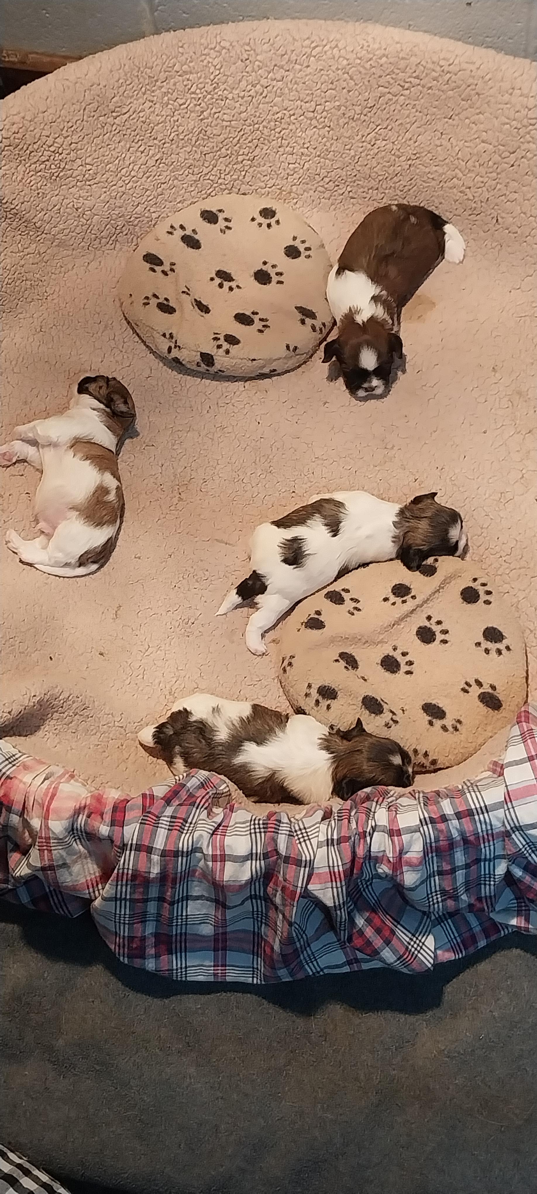 TUTU, a Adoptable Shih Tzu in Louisville, OH image 3/5