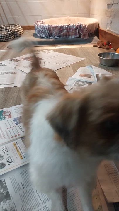 Enlarge TUTU, a Adoptable Shih Tzu in Louisville, OH video 5/5