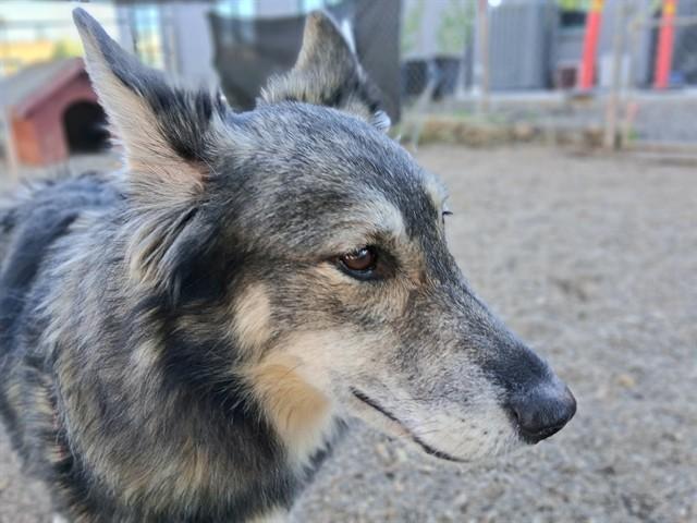 ELLA, Adoptable, Young Female German Shepherd Dog & Australian Cattle Dog / Blue Heeler.