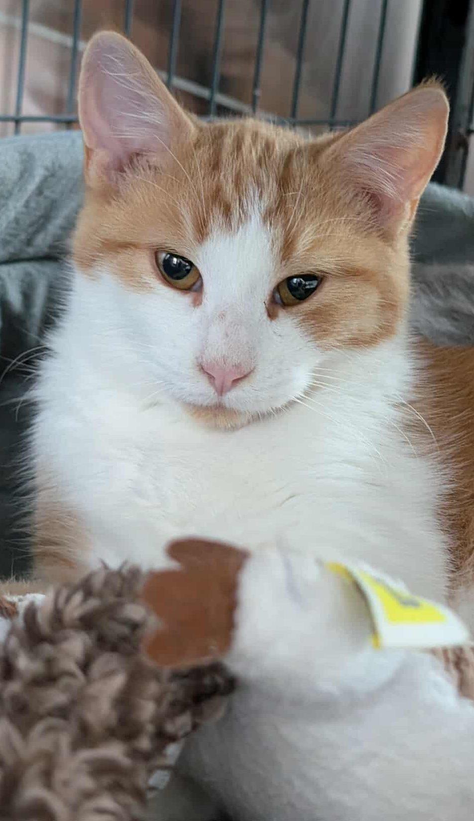 Oner, Adoptable, Young Male Domestic Short Hair.