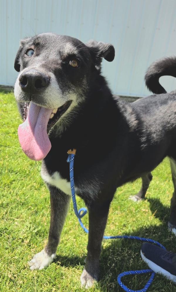 Enlarge Sky 47010, a Adoptable mixed breed in Pocatello, ID image 1/1