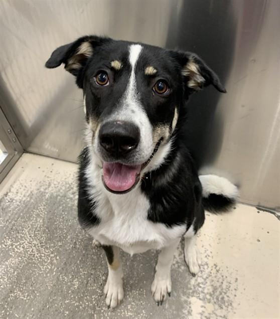 Enlarge ACE, a Adoptable mixed breed in Fairbanks, AK image 1/1