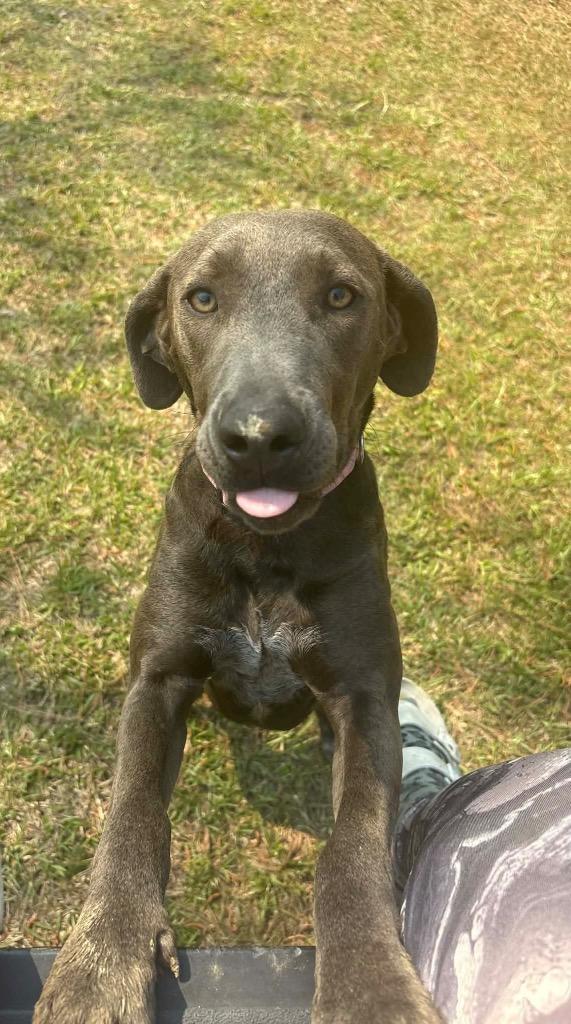 Rosie, Adoptable, Young Female Weimaraner & Labrador Retriever.