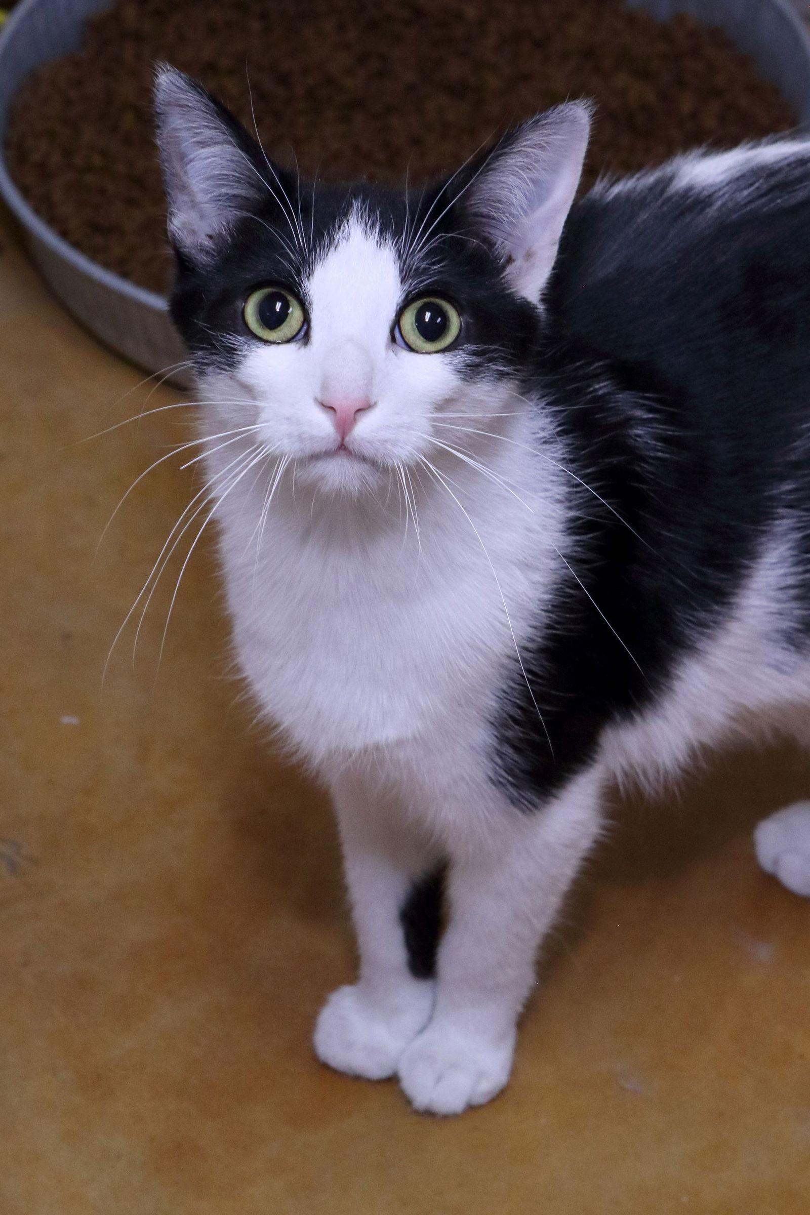 Enlarge Apollo, a Adoptable Domestic Short Hair in Austin, MN image 3/3