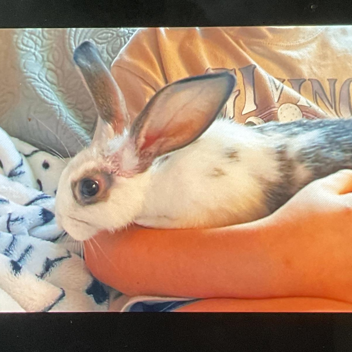 Lemonade , ADOPTABLE, Baby Female Rex & Silver Fox.