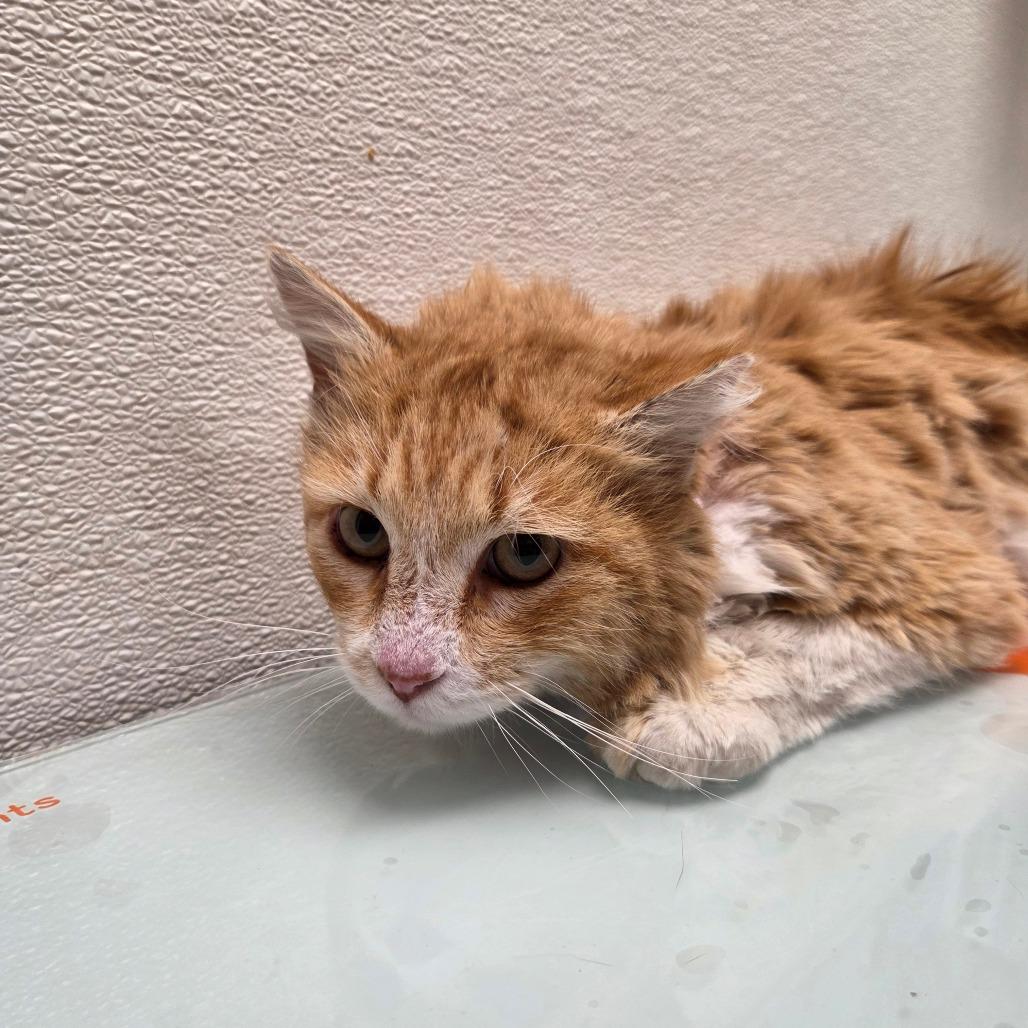 Enlarge Dulce, a Adoptable Domestic Medium Hair in Albuquerque, NM image 1/3