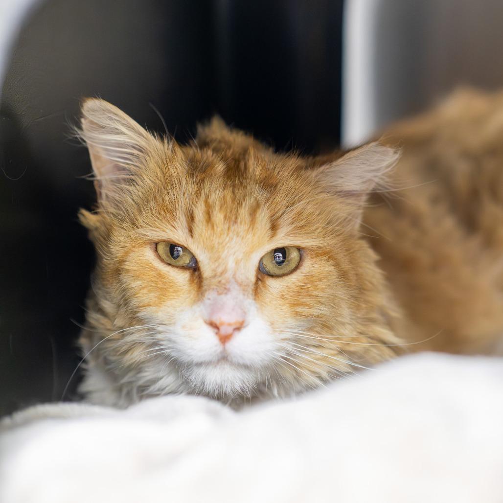 Enlarge Dulce, a Adoptable Domestic Medium Hair in Albuquerque, NM image 2/3